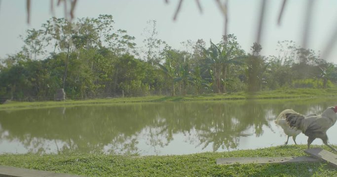 White Hen and Rooster Walking next to a Pisciculture Pose in a Beautiful Morning