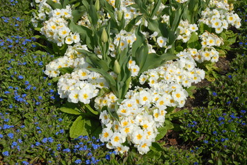Mixed flower bed in  the Spring, formal planting with primulas, tulips and Myosotis
