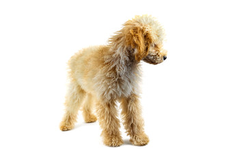 Beige poodle dog on a white background