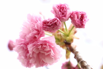 Fototapeta premium 八重桜