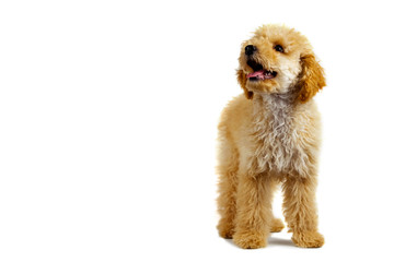 Beige poodle dog on a white background