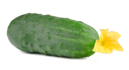 Fresh сucumber isolated on white