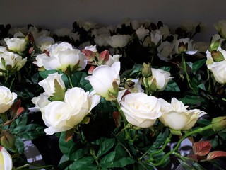  close-up of artificial ornamental plants, beautiful bright flowers with green leaves