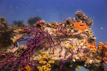 Caribbean Reef