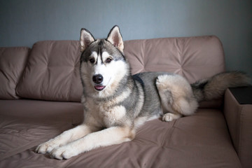 Siberian husky puppy in the living room on the couch. Dog in the house.