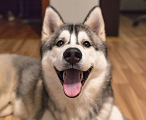 Husky portrait with a huge happy smile. Good view from the mouth.