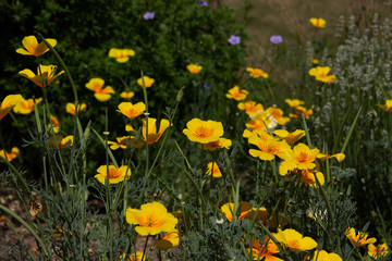 Orange California poppy flowers..Eschscholzia.Beautiful annual plant for the garden.