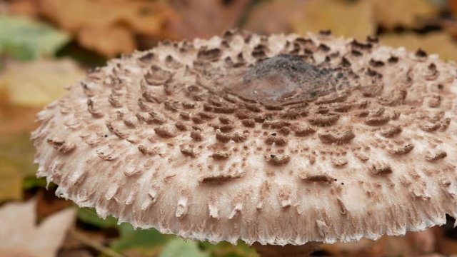 Big parasol mushroom close-up. Macrolepiota procera mushroom. Panoramic camera move
