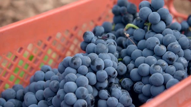 Cachos de Uvas