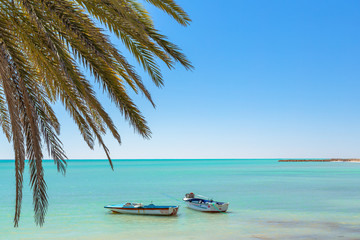 palm tree and boats on the beach
