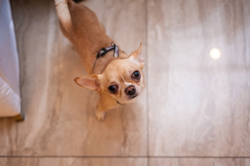 mini Chihuahua walks on a leash among people.