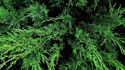 thuja green branches. green background