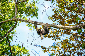 A sloth hung on a tree in the Manuel Antonio National Park. Costa Rica