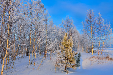 Winter landscape with young green pine tree in birch forest