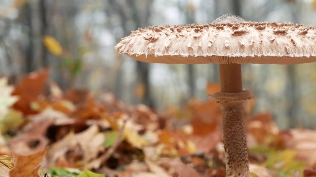 Big parasol mushroom close-up. Macrolepiota procera mushroom