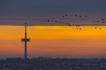 Television and radio broadcast tower on hill over the city of Regensburg with flying swarm of birds during colorful winter sunrise