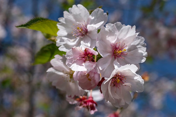 blooming cherry tree in spring