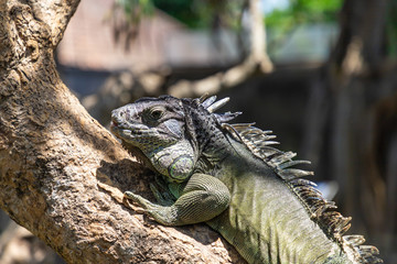 Woody Dragon. Green iguana on the tree branch. Bali park of reptilies. Indonesia