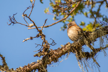 bird resting quietly on branches