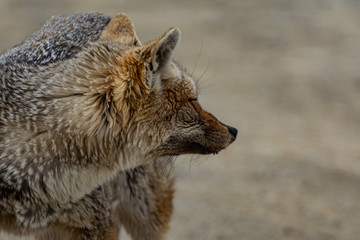 close-up of a fox looking to his left