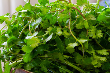 Fresh green cilantro, coriander leaves