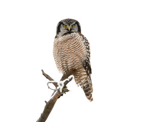 Northern Hawk Owl Perched on Tree Covered in Snow in Winter on White Background, Isolated
