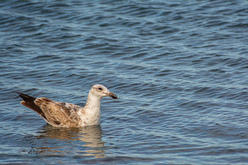 bird resting in the water