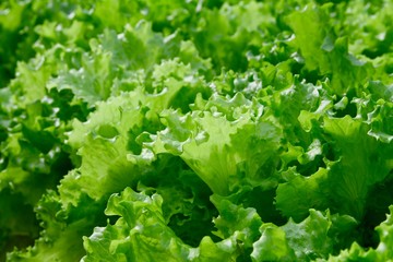Fresh lettuce leaves, close up - Powered by Adobe