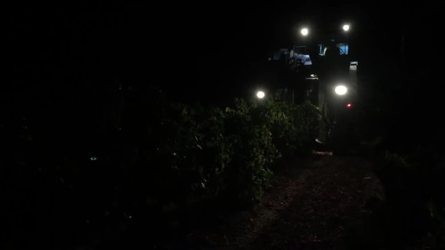 Vindima noturna Alentejo 1