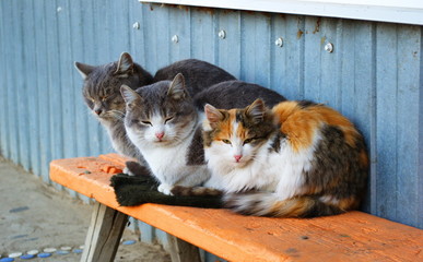 Cute cats