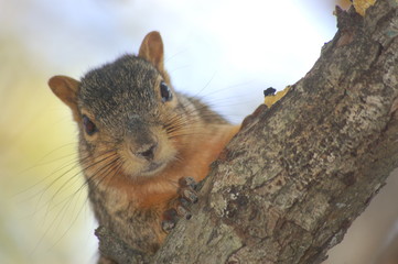 Fototapeta premium Squirrel 
