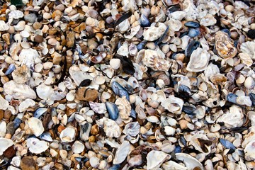 Close-up of seashells on seashore