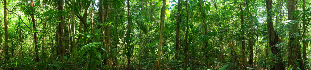 Panoramic Jungle Picture