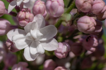 pink flowers of a tree