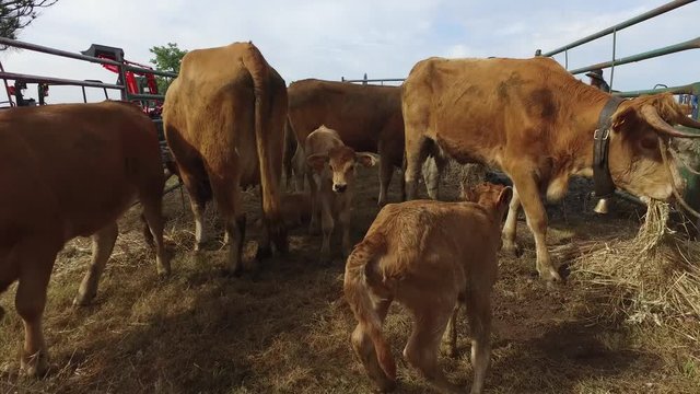 Vaca Jarmelista - uma ra&radic;&szlig;a em extin&radic;&szlig;&radic;&pound;o!