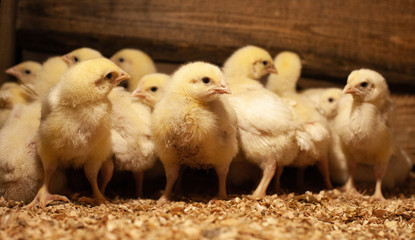 Chicken newborn broilers. Poultry farm.
