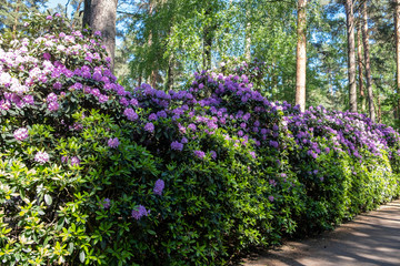 pink flowers in the garden