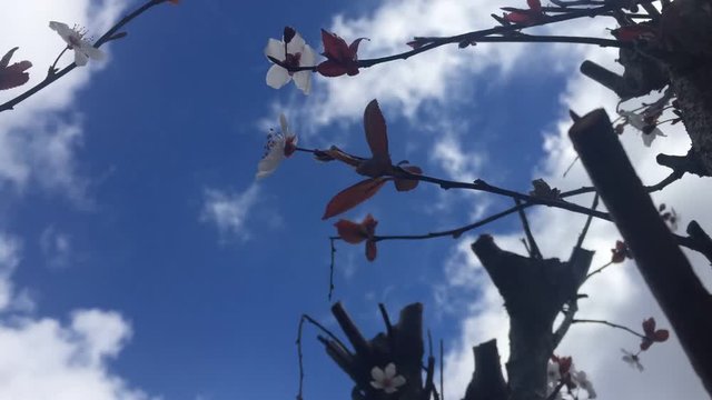 Flower Tree