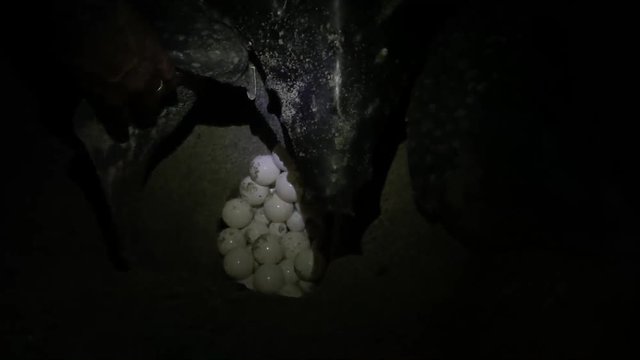 Giant Leatherback Sea Turtle nesting on the beach In Trinidad