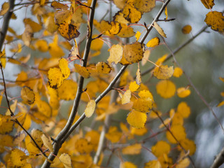 Yellow leaves in a forest.