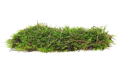 Green forest moss isolated on a white background, closeup.