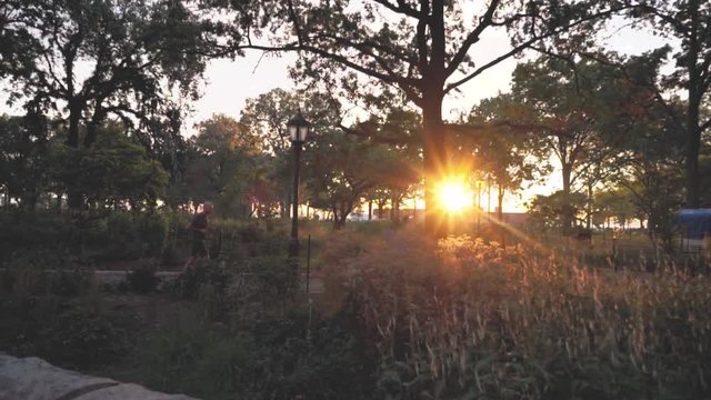 sunset in the forest