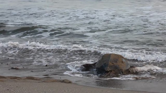 Giant Leatherback Sea Turtle nesting on the beach In Trinidad