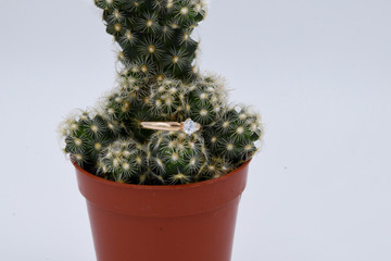 The concept of love is how hard it is to meet. An engagement ring lies among the spines of a cactus, as a symbol of the spiky life and impending difficulties. A gold ring is placed on a cactus.