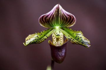 Rare Orchid, Paphiopedilum, Close-up