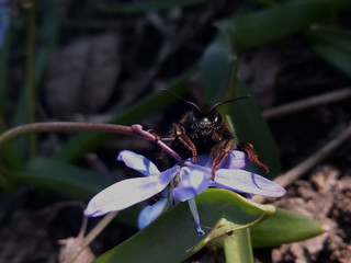 wasp on flower