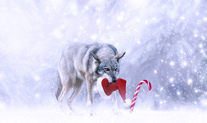 Christmas portrait of fabulous funny grinning gray wolf canis lupus with stolen Santa Claus hat in teeth, candy cane lollipop, winter snow background with snowfall. Fantasy new year card, snowy forest