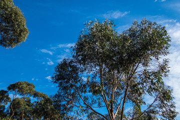 Grat Ocean Road Melbourne