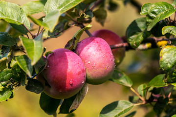 Ripe apple Fruit Growing On The Tree summer time.