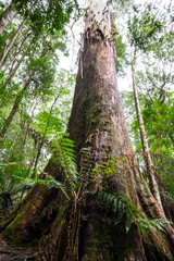 Grat Ocean Road Melbourne